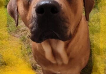 DAISY