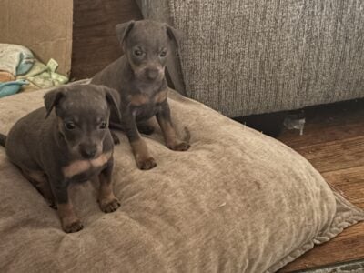 Beautiful Puppies