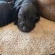 Great Dane Puppies ready for Adoption
