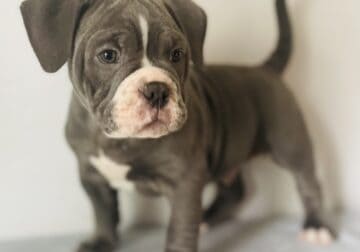 Blaze 8 weeks old