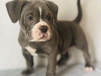 Blaze 8 weeks old