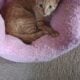 Orange Tabby Kitten