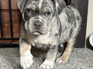 Blue Tri Merle XL American Bully