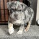 Blue Tri Merle XL American Bully