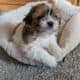 Shih Tzu pups