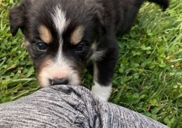 Adorable working dogs