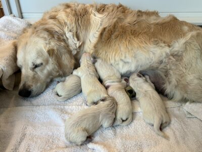 Golden Retriever English Cream