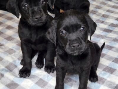 AKC (MH) Bloodline Lab Puppies!