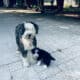 Old English Sheepdog