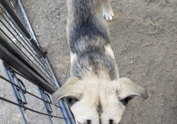 Siberian Corso Female puppy