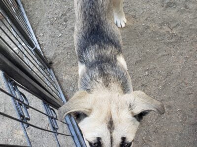 Siberian Corso Female puppy