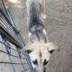 Siberian Corso Female puppy