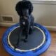 Standard Poodle – Sinbad