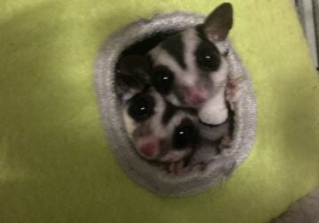 Male & Female sugar gliders / cage setup incl.