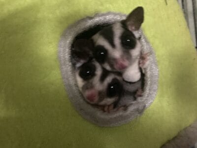Male & Female sugar gliders / cage setup incl.