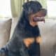 Rottweiler Puppies