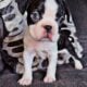 BOSTON TERRIER PUPPIES