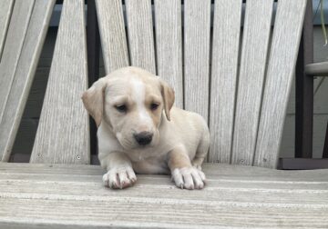 Sabrina