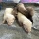 Privately bred baby ferrets