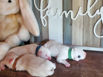 Puppies