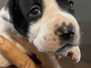 American Bulldog puppy boy