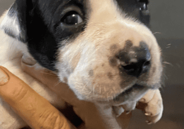 American Bulldog puppy boy