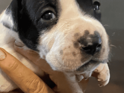 American Bulldog puppy boy