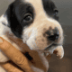 American Bulldog puppy boy