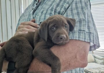 AKC Labrador Retriever Puppies