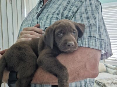 AKC Labrador Retriever Puppies