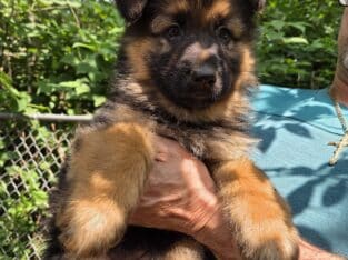 Beautiful puppies