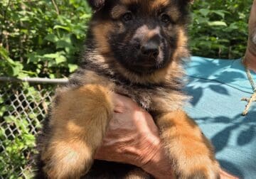 Beautiful puppies