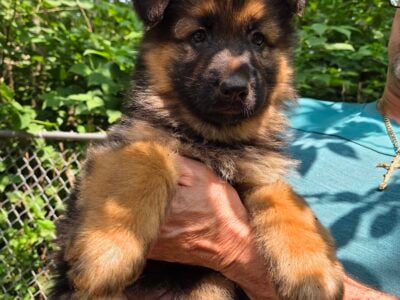 Beautiful puppies