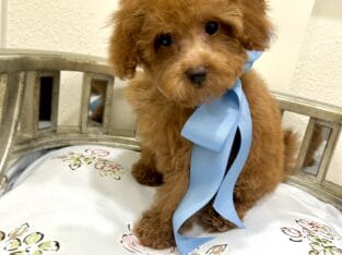 Maltipoo toy babies