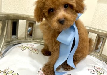 Maltipoo toy babies