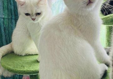 Silver chinchilla British shorthair Phoenix az