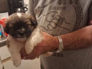 Shihtzu puppies