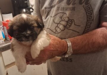 Shihtzu puppies