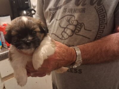 Shihtzu puppies