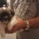 Shihtzu puppies