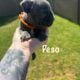 French bulldog Puppies for rehoming 7/9 Akc cert