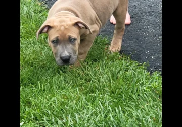 Ghost Lion Bullies Sweet Brownie