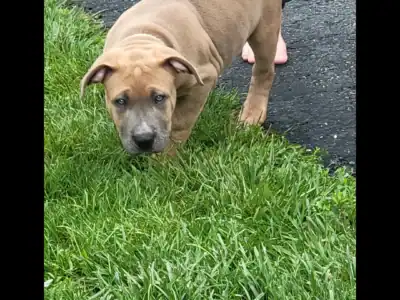 Ghost Lion Bullies Sweet Brownie