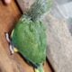 Male Indian Ringneck