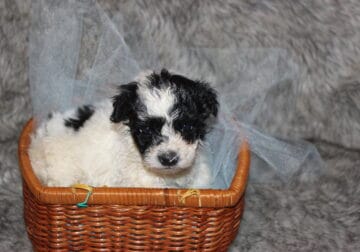 Yorki-Poo puppies from five pounds up