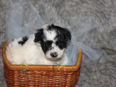 Yorki-Poo puppies from five pounds up