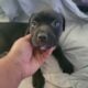 Bully Puppies Ready for Homes!