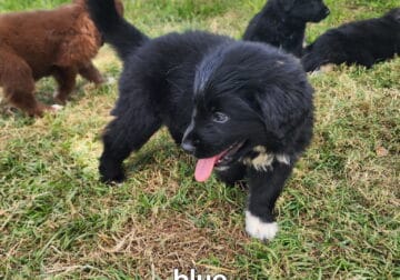 Golden Collie puppies