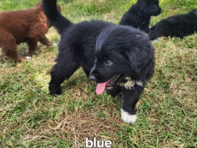 Golden Collie puppies