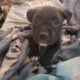 Bully Puppies Ready for Homes!
